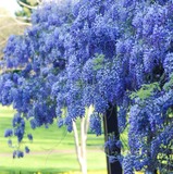 オーストラリアの花事情、年末に花束需要は…バラが人気