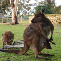 オーストラリアが住みやすい6つの理由 画像