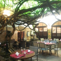 樹齢300年の藤（ウィステリア）が屋根のように天井を覆っている朝食会場