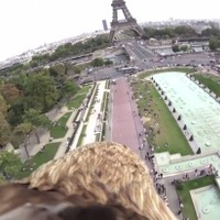 今度はパリを飛ぶ鷹目線 画像