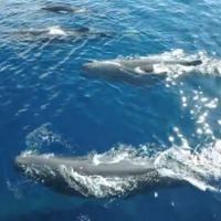 GoProがとらえた神秘、クジラの世界 画像