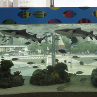 銀座ソニービルに14トンの大型水槽が登場…沖縄美ら海水族館監修「48th Sony Aquarium」 画像