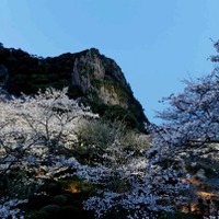 九州最大級の桜ライトアップ、佐賀・鍋島藩ゆかりの「国登録記念物 御船山楽園」 画像