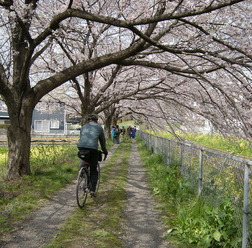 最速となった高知市に続き、全国各地で桜の開花が発表されています。初夏を思わせる陽気に誘われ、花見を思い立った人も多いのでは。よく知られた桜の名所のなかには、川沿いに続く桜並木もあります。権現堂桜堤（埼玉県幸手市）や目黒川（東京都目黒区）、山崎川四季の