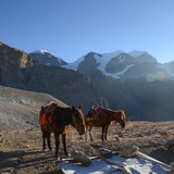 憧れのネパール、ヒマラヤ山脈での乗馬