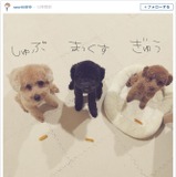 木村沙織、トイプードルを「みんな丸坊主にしてもらいました」