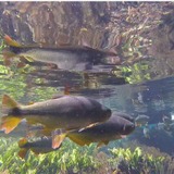 【オビナタの世界放浪記】一生に一度は行きたい！「天然水族館」が名前負けしてなさすぎる…魚と共に川下り