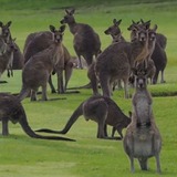 カンガルーが住みついちゃったゴルフ場…キャディになってみたりで大混乱！！