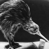 【ニュージーランド探検】キーウィは何処に…Yes、無人のランギトト島。