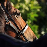 【関屋記念／危険な人気馬】マイル重賞ウイナーを消し　未知のコース、斤量差、そして“若さ”を考えれば「過大評価」