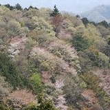 桜咲く吉野山へお花見サイクリングが4月開催