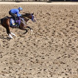 【フェブラリーS／穴ライズ】秘めた能力は相当高い、前売り“8人気”前後の伏兵に「暴走か、一発か」の魅力あり