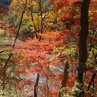 【山口和幸の茶輪記】サイクリストの聖地・西上州は11月中旬が紅葉真っ盛り