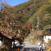 【山口和幸の茶輪記】サイクリストの聖地・西上州は11月中旬が紅葉真っ盛り 画像