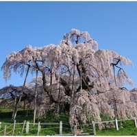 福島県の三春滝桜