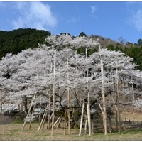 岐阜県の根尾谷・淡墨桜