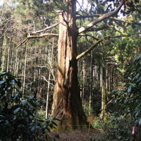 茨城県・真弓山にある翁杉。樹齢940年を超える巨木だ。