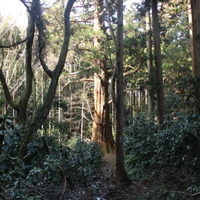 偉大な翁杉は、周囲の樹木と比べるとその異彩さが際立つ。