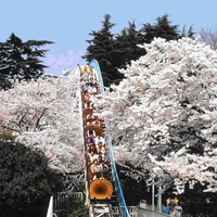 としまえん園内を走る「ひかリノベ桜リレーマラソンinとしまえん」4月2日 画像