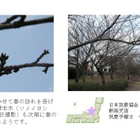 日本気象協会が桜の開花予想を発表