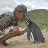毎年8000キロもの距離を泳ぎ、命の恩人の元へ帰る1羽のペンギンの秘密