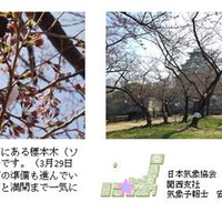 桜開花予想、関東以西で桜が満開に…日本気象協会