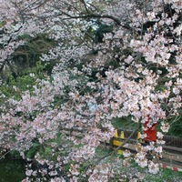 新宿御苑で桜を見るならこの3本！…オフィスに飽きたら桜の下で仕事しよう