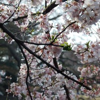 新宿御苑で桜を見るならこの3本！…オフィスに飽きたら桜の下で仕事しよう