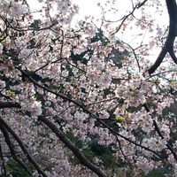 新宿御苑で桜を見るならこの3本！…オフィスに飽きたら桜の下で仕事しよう