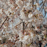 新宿御苑で桜を見るならこの3本！…オフィスに飽きたら桜の下で仕事しよう