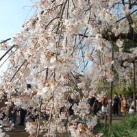 新宿御苑で桜を見るならこの3本！…オフィスに飽きたら桜の下で仕事しよう