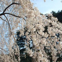 新宿御苑で桜を見るならこの3本！…オフィスに飽きたら桜の下で仕事しよう