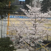 球場周辺は桜の木も多い