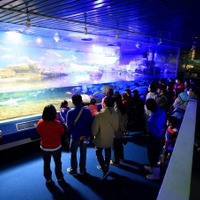【夏休み】鴨川シーワールド、夜の水族館を探検する「ナイトアドベンチャー」開催 画像