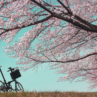 折りたたみ自転車ダホンの乗り手がサイクリングの途中で見つけた素敵な景色