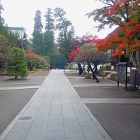 鎌倉は12月上旬まで紅葉が楽しめる。写真は11月中旬の円覚寺境内