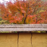 鎌倉は12月上旬まで紅葉が楽しめる。鎌倉中央公園もチェックポイント