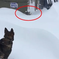 大雪で動けなくなった親友を助けるシェパード犬が素晴らしい！ 画像