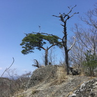 鍋足山山頂。松の木が生えている。