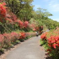 矢祭山公園に咲き乱れるツツジの花。