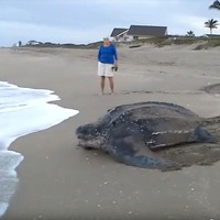 【動画】スケールが違う!! 産卵を終えた世界最大級のウミガメが海へ戻っていく様子 画像