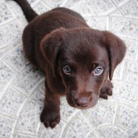 今日の練習は「子犬と遊ぶ」こと？サンフランシスコ・ジャイアンツのロッカーがモフモフ天国に