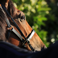 【競馬】朝日杯FS　人気一角のドゥラモンドより買いたい“人気落ち”の馬