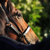 【ローズS／穴馬アナライズ】人気の盲点は前走惜敗馬　「サウスポーの可能性を秘めている」1頭とは