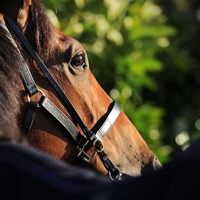 【フラワーC／穴ライズ】馬券内で“万馬券”射程　「直線で先頭にいれば…」