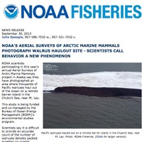 アラスカ海岸にセイウチが大量に打ち寄せられる…温暖化が一因か 画像