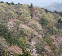 「桜咲く吉野山へお花見サイクリング！」がアウトドアブランドのモンベル主催により4月7日、10日、13日に奈良県で開催される。山桜の名所、世界遺産吉野山へ自転車で行ってみない？　渋滞も混雑もない自転車で、春の花に会いに行こう。