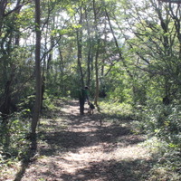 登山道もきちんと整備されていて、歩きやすい。