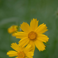 Spring flower