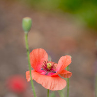 Spring flower